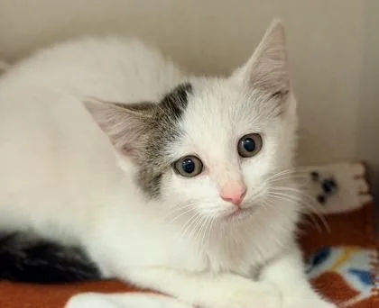 A young small-sized female Domestic Short Hair cat named Minnie for adoption in Bowling Green, KY