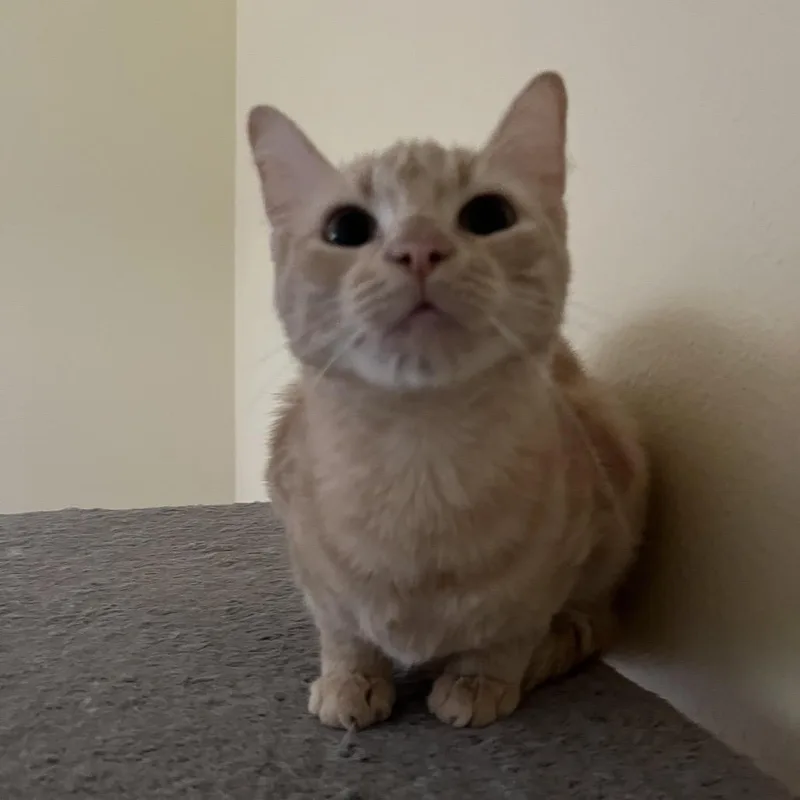 A young medium-sized female Buff / Tan / Fawn American Shorthair cat named Antonia for adoption in San Diego, CA