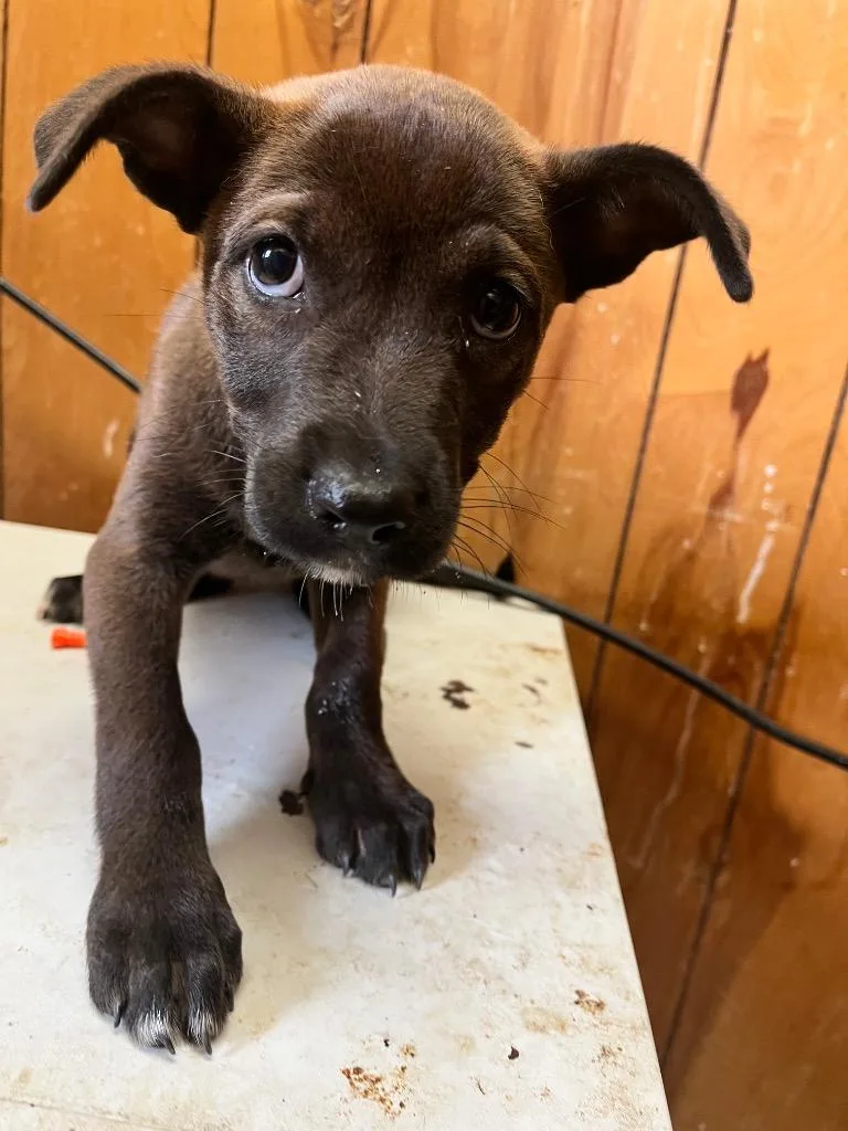 A baby medium-sized female Pit Bull Terrier dog named Darlene for adoption in Benton, AR