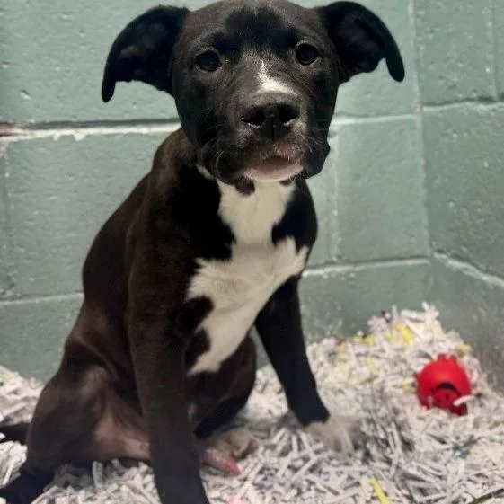 A young medium-sized female Brown / Chocolate Mixed Breed dog named Sunflower for adoption in Wilmington, DE