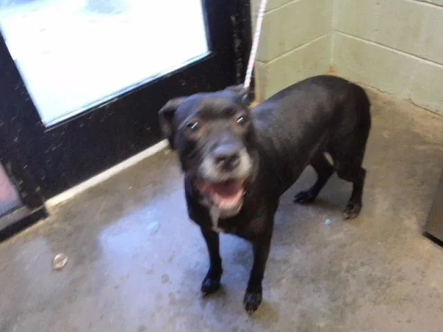An adult medium-sized female Pit Bull Terrier dog named Melody for adoption in Tulsa, OK