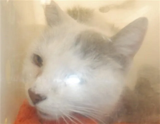 A senior medium-sized female Domestic Short Hair cat named Reba for adoption in San Jose, CA