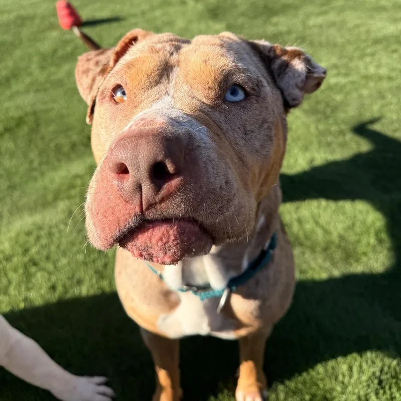 An adult large-sized female Bull Terrier dog named Terra for adoption in San Diego, CA