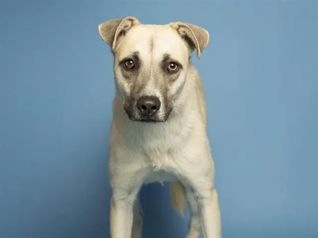 A young medium-sized male German Shepherd Dog dog named Knight for adoption in Phoenix, AZ