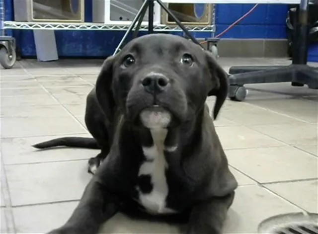 A young small-sized female Pit Bull Terrier dog named Sadie for adoption in Albuquerque, NM