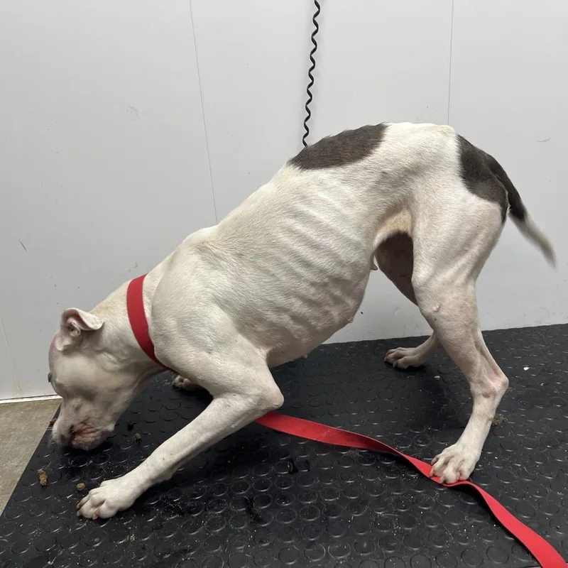 An adult medium-sized female White / Cream Mixed Breed dog named Orca for adoption in Mount Gilead, NC