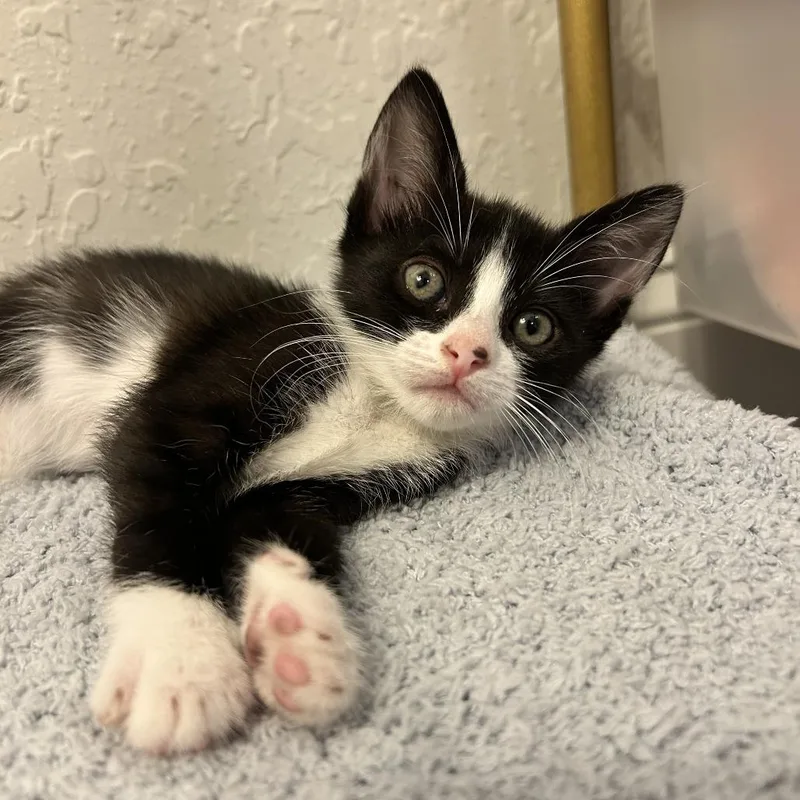 A baby small-sized female Black Domestic Short Hair cat named Obiwan for adoption in West Palm Beach, FL