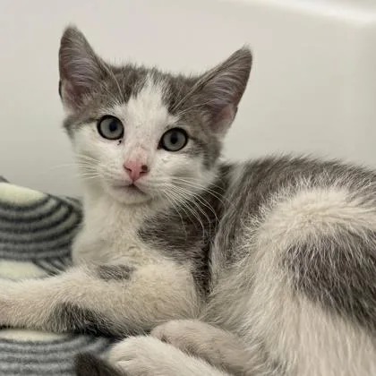 A baby small-sized male Domestic Short Hair cat named Zayn for adoption in Wheaton, IL