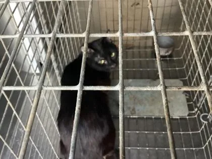 A young medium-sized male Domestic Short Hair cat named Shady for adoption in Shreveport, LA