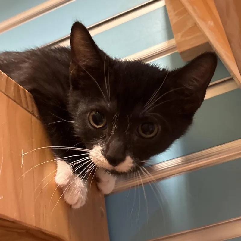 A baby small-sized male Black Domestic Short Hair cat named Strat for adoption in Naples, FL