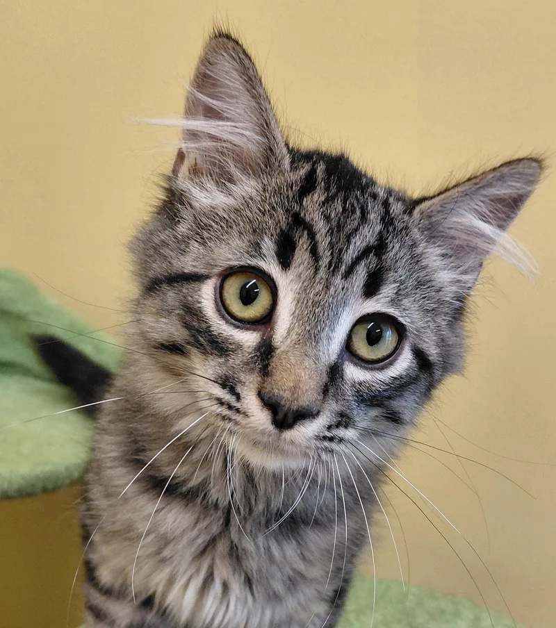 A baby small-sized male Domestic Long Hair cat named Latte for adoption in Eugene, OR