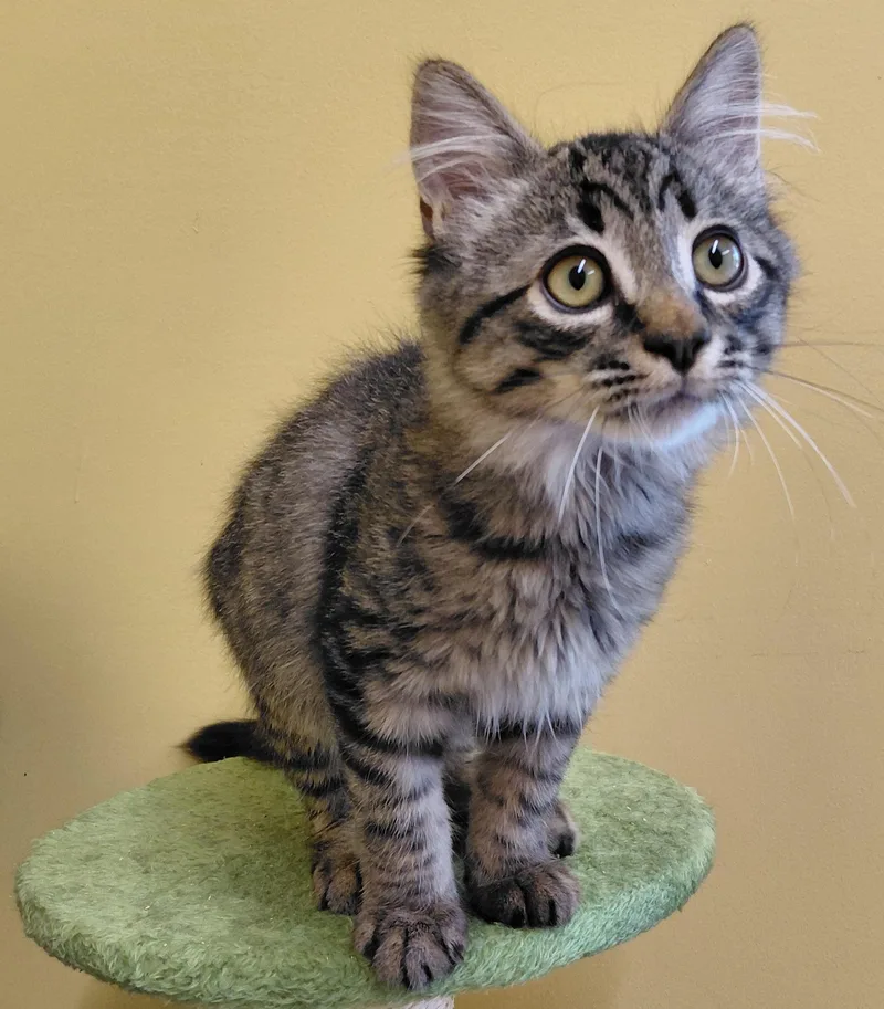 Latte thumbnail 3