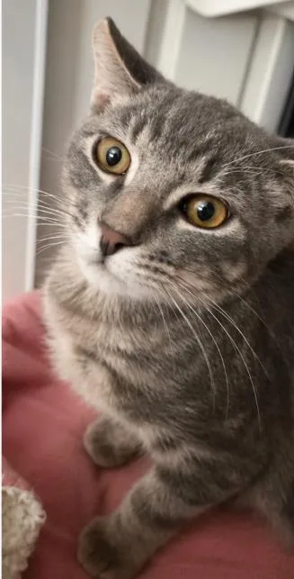 A baby small-sized male Gray / Blue / Silver Domestic Short Hair cat named Crumpet Gray for adoption in Chandler, AZ