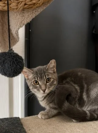 Crumpet Gray thumbnail 2