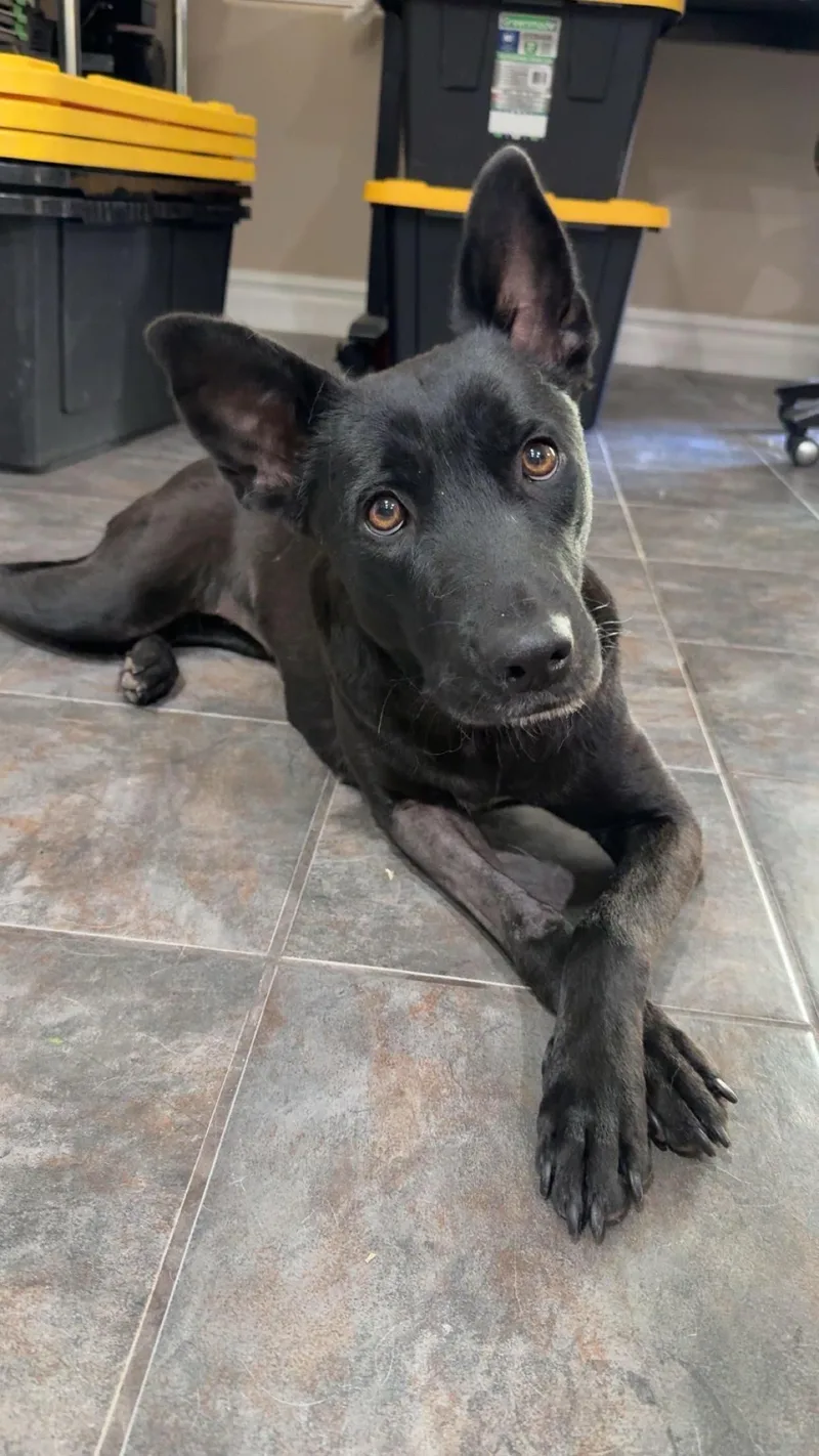An adult medium-sized female Black Labrador Retriever dog named Storm for adoption in Las Vegas, NV