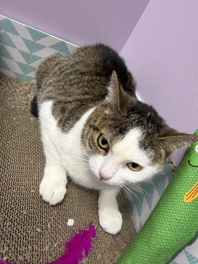 A young medium-sized female Domestic Short Hair cat named Aurora for adoption in New York, NY