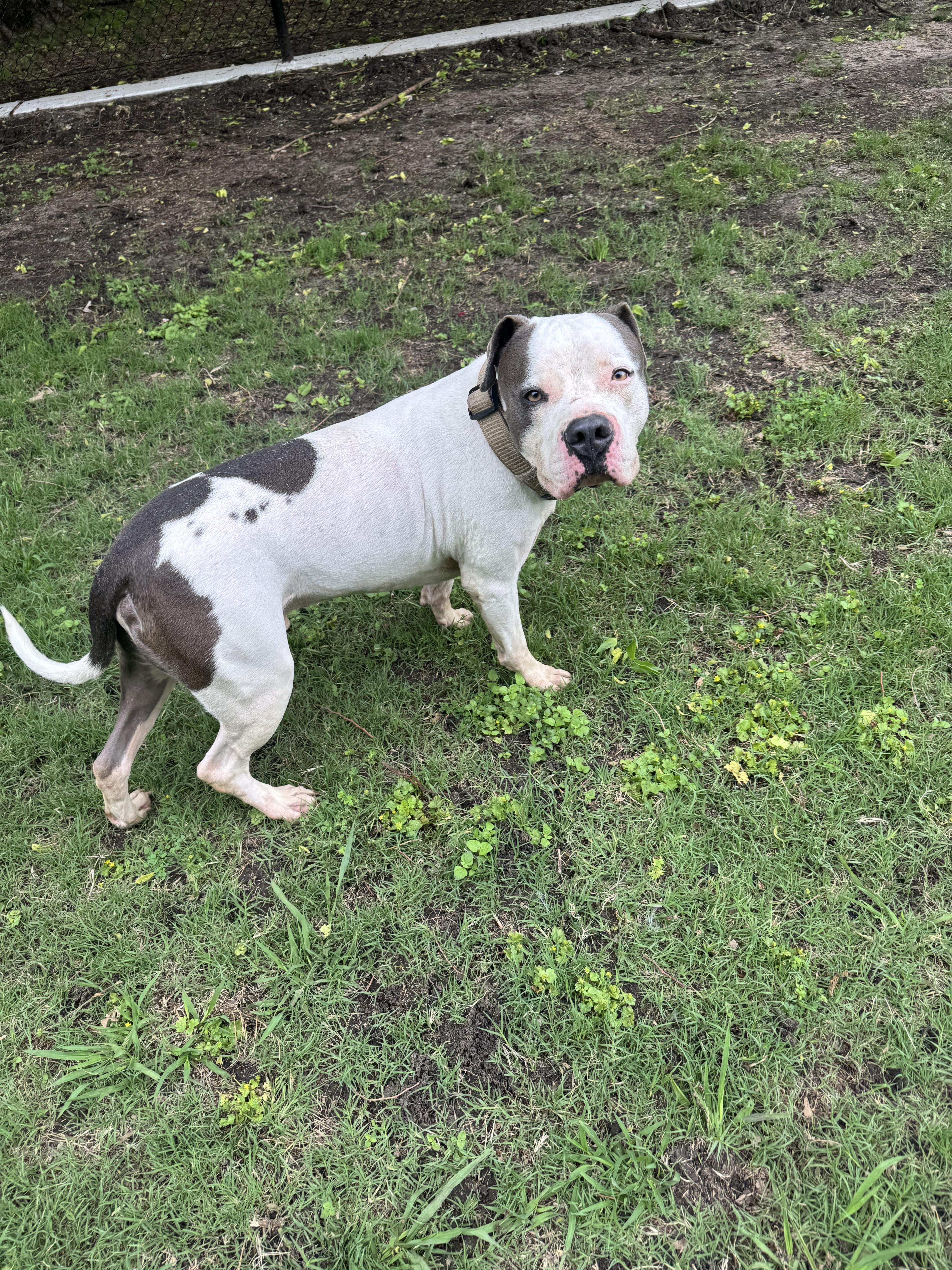 An adult large-sized female White / Cream American Bulldog dog named Jimbo for adoption in Sherman, TX