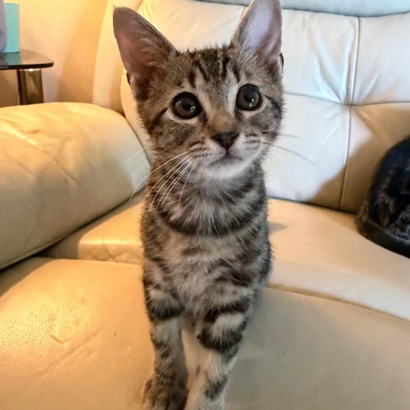 A baby small-sized female Gray / Blue / Silver Domestic Short Hair cat named Itsy Bitsy for adoption in Fort Lauderdale, FL