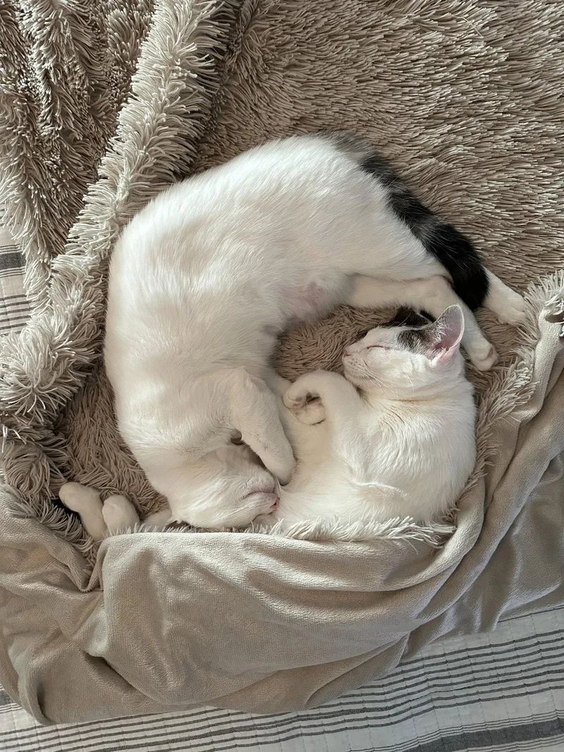 A baby small-sized female Abyssinian cat named Ava and Avery for adoption in Walnut Creek, CA