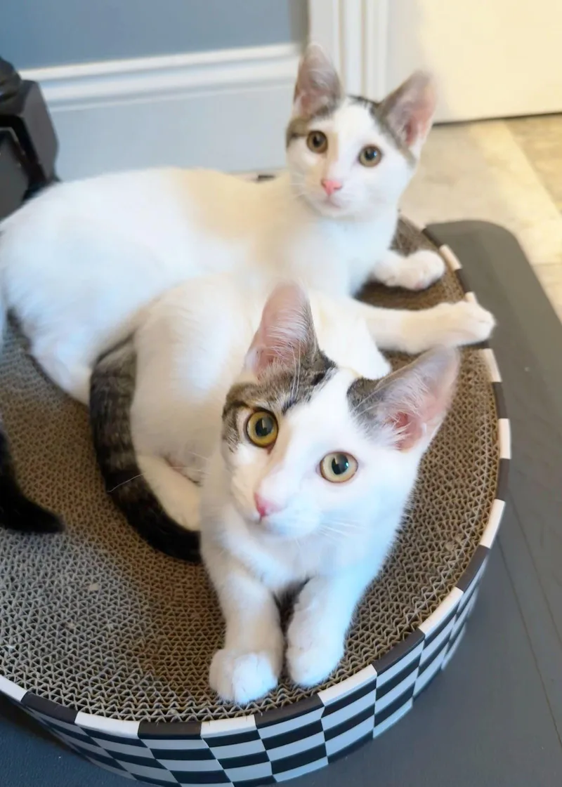 Ava and Avery thumbnail 2
