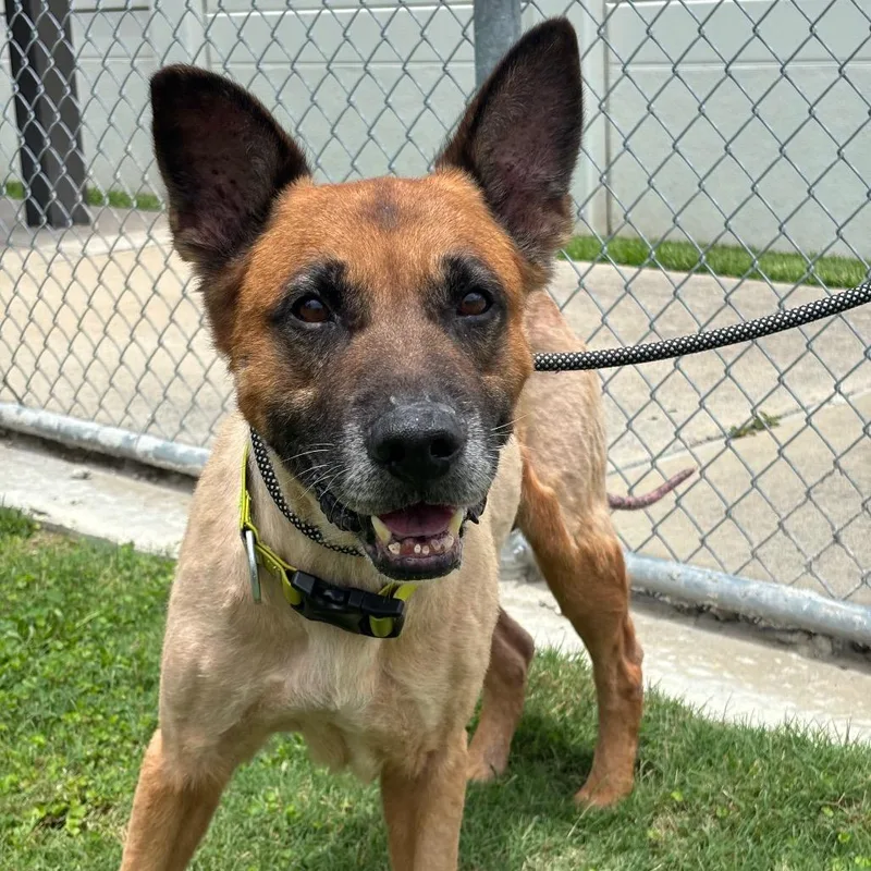 A senior medium-sized male Yellow / Tan / Blond / Fawn German Shepherd Dog dog named King for adoption in League City, TX