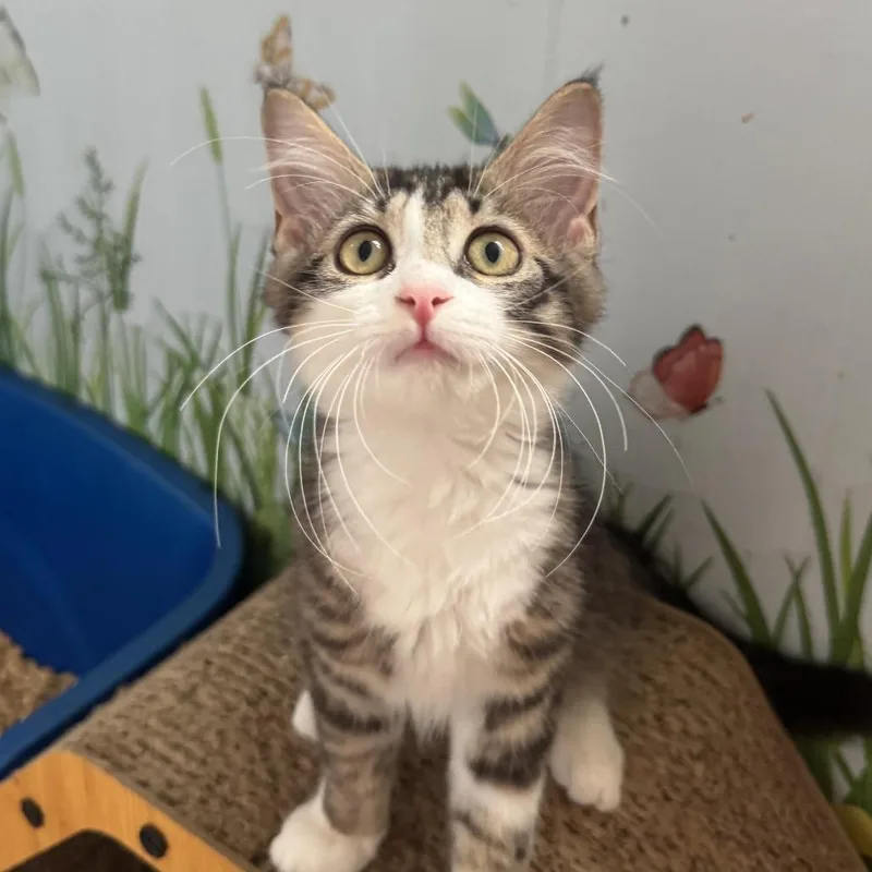 A baby small-sized female Brown / Chocolate Domestic Short Hair cat named Jasmine for adoption in Richland, MI