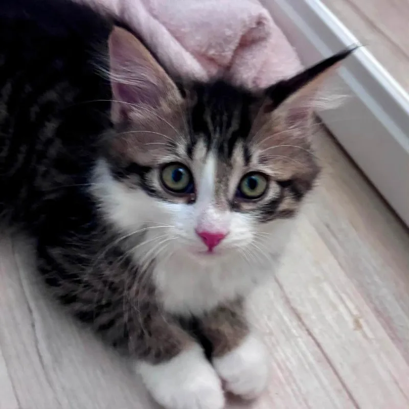 Jasmine thumbnail 4