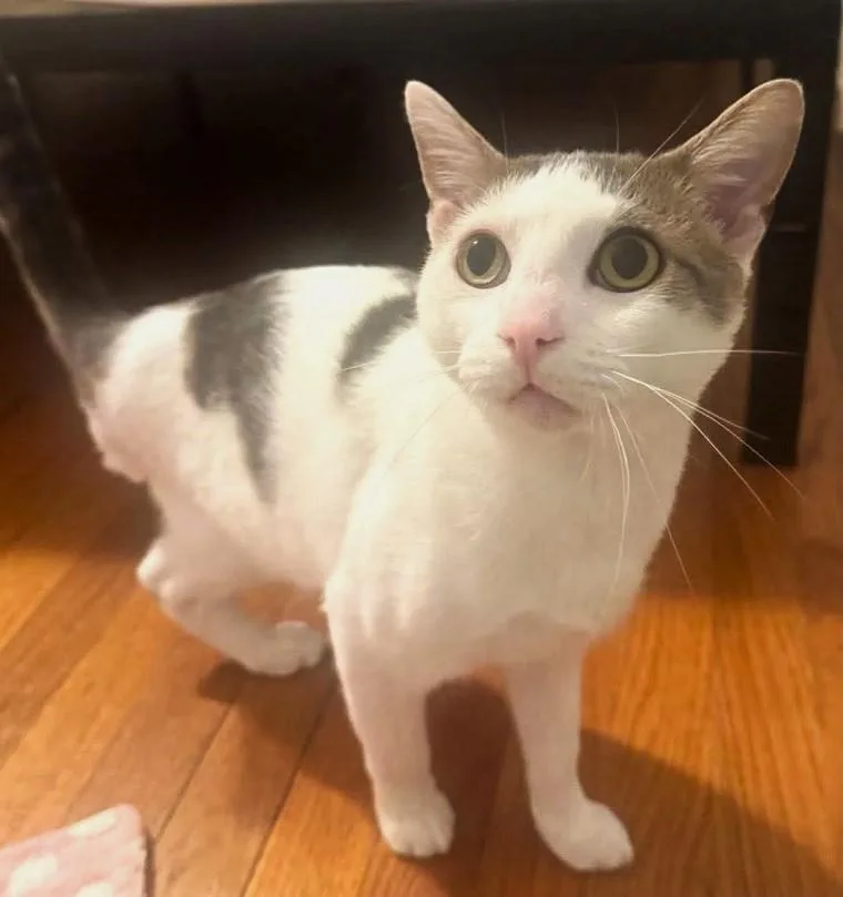 An adult medium-sized male White Domestic Short Hair cat named Carl for adoption in Pegram, TN