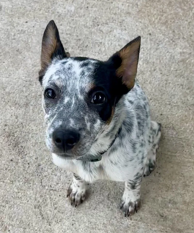 A baby small-sized male Australian Cattle Dog / Blue Heeler dog named Jett for adoption in Houston, TX