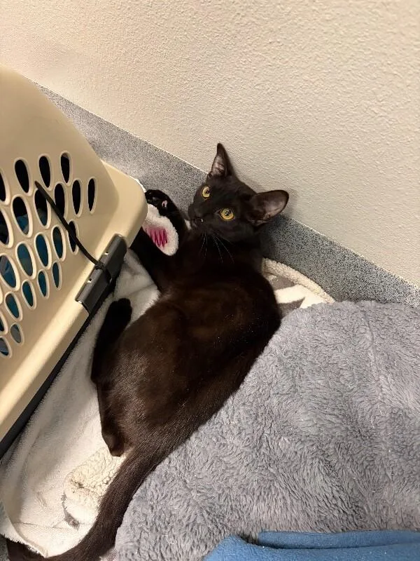 An adult medium-sized female Black Domestic Short Hair cat named Galinda for adoption in Fort Collins, CO