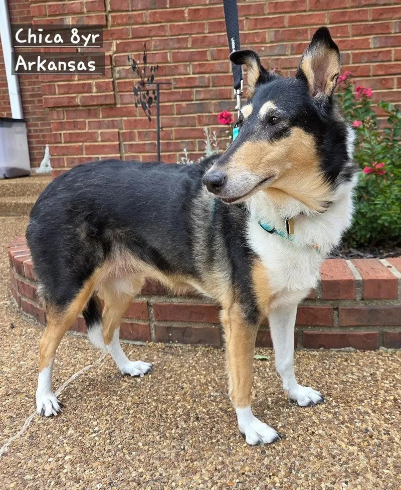 A senior large-sized female Smooth Collie dog named Chica for adoption in Dublin, OH