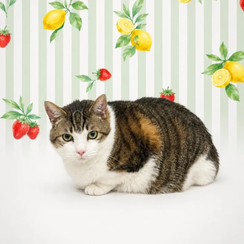A senior extra large-sized male Gray / Blue / Silver Domestic Short Hair cat named Juicy for adoption in Morganton, NC