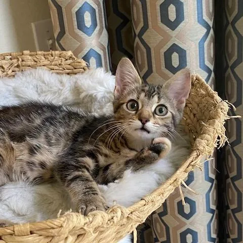 A baby small-sized female Torbie Domestic Short Hair cat named Gweneviere for adoption in Houston, TX