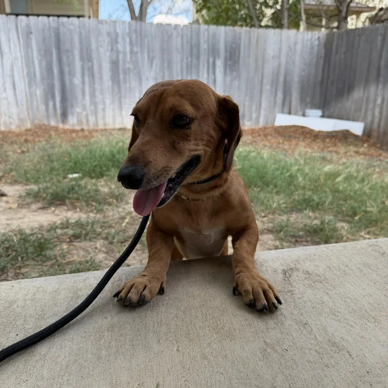 A young small-sized male Dachshund dog named Stetson for adoption in Pflugerville, TX