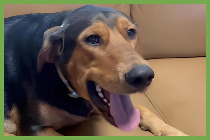 Mocha thumbnail 5
