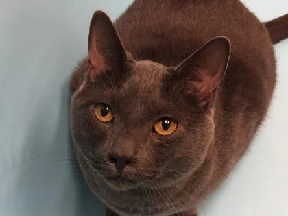 An adult small-sized male Domestic Short Hair cat named Smoke for adoption in Golden Valley, MN
