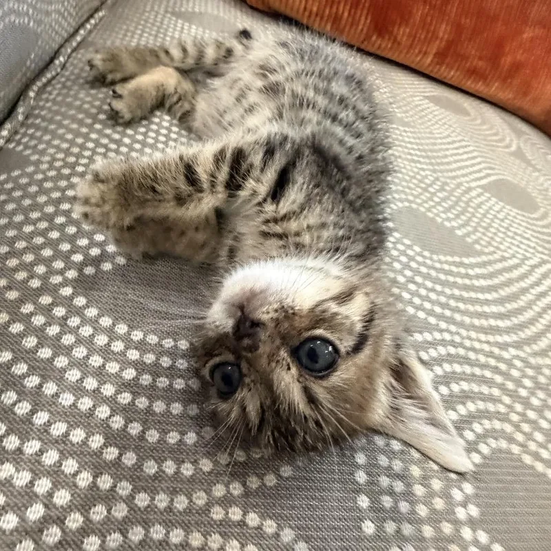 A baby small-sized male Brown / Chocolate Domestic Short Hair cat named Rowan for adoption in Huntsville, AL