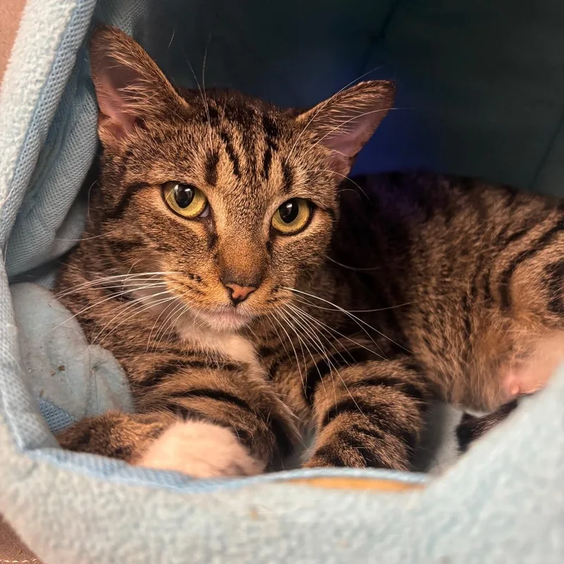 A young medium-sized female Brown / Chocolate Domestic Short Hair cat named Ellen for adoption in New York, NY