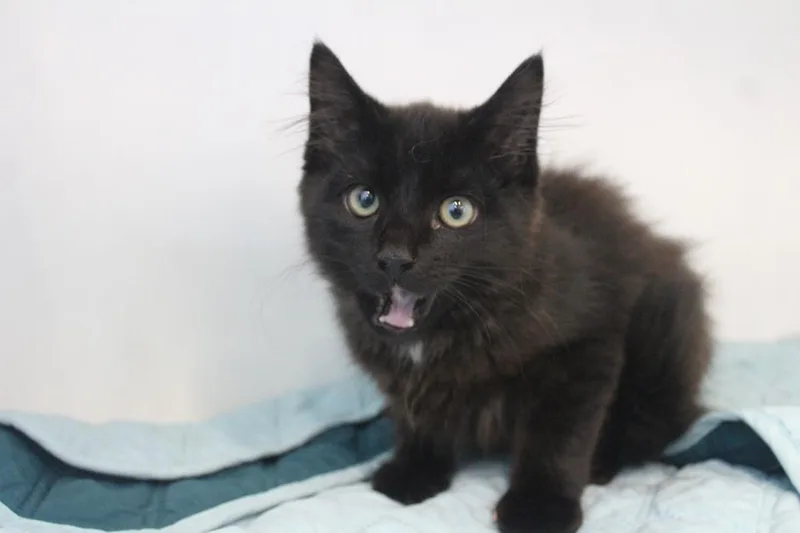 A baby large-sized male Black Domestic Medium Hair cat named Treble for adoption in Chestertown, MD