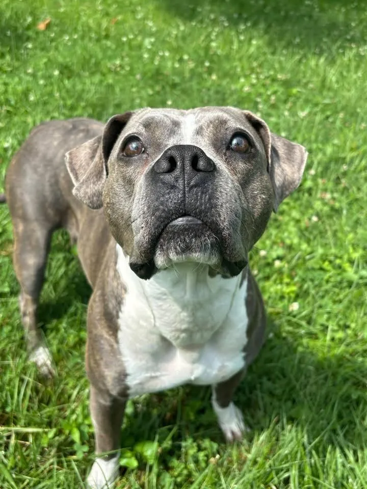A young medium-sized female Gray / Blue / Silver Pit Bull Terrier dog named Zoo Zoo for adoption in Saint Charles, MO