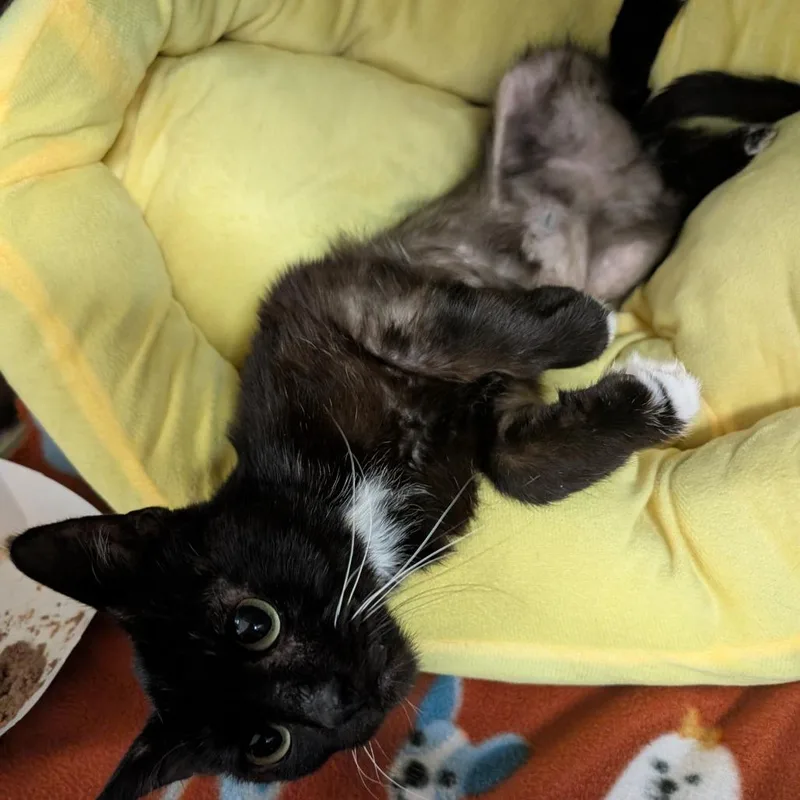 An adult medium-sized male Black Domestic Short Hair cat named Banana for adoption in Titusville, FL
