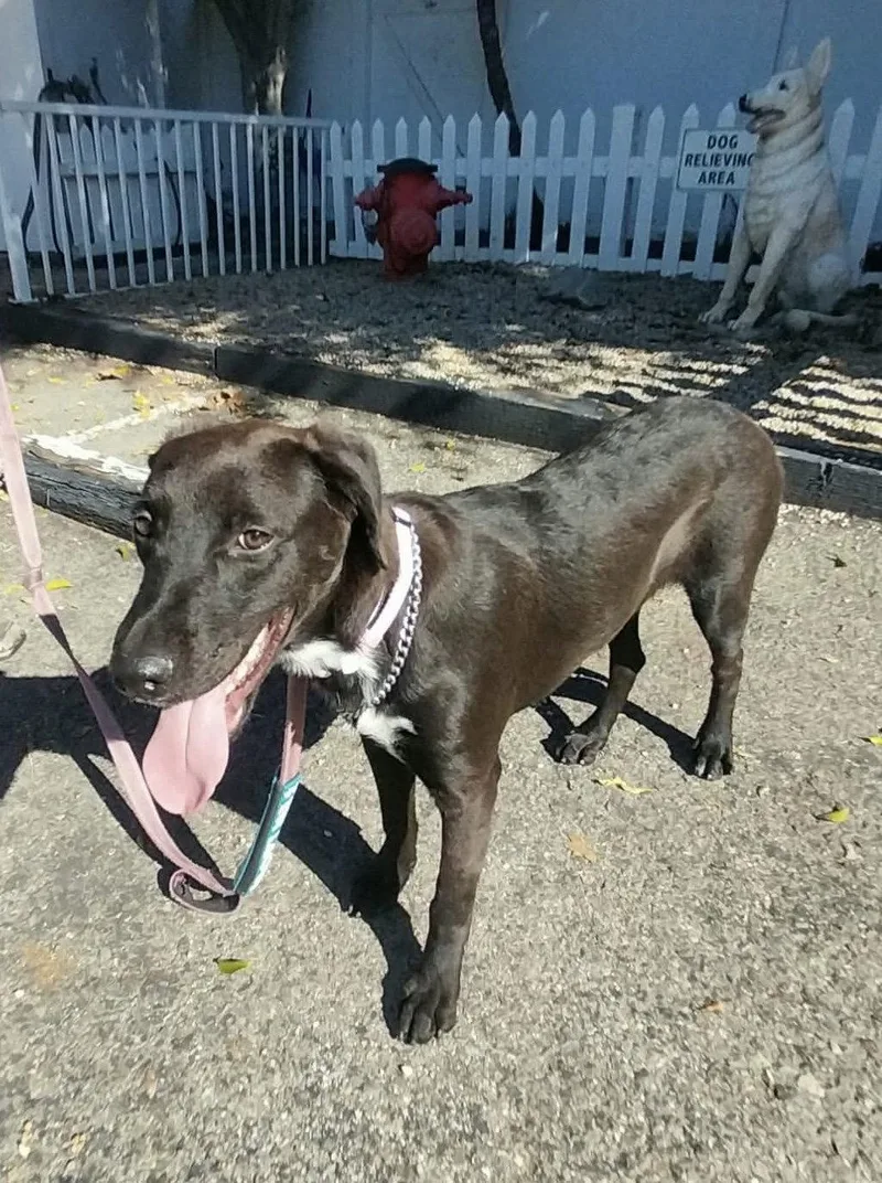 A young large-sized male Labrador Retriever dog named Boomer for adoption in San Diego, CA