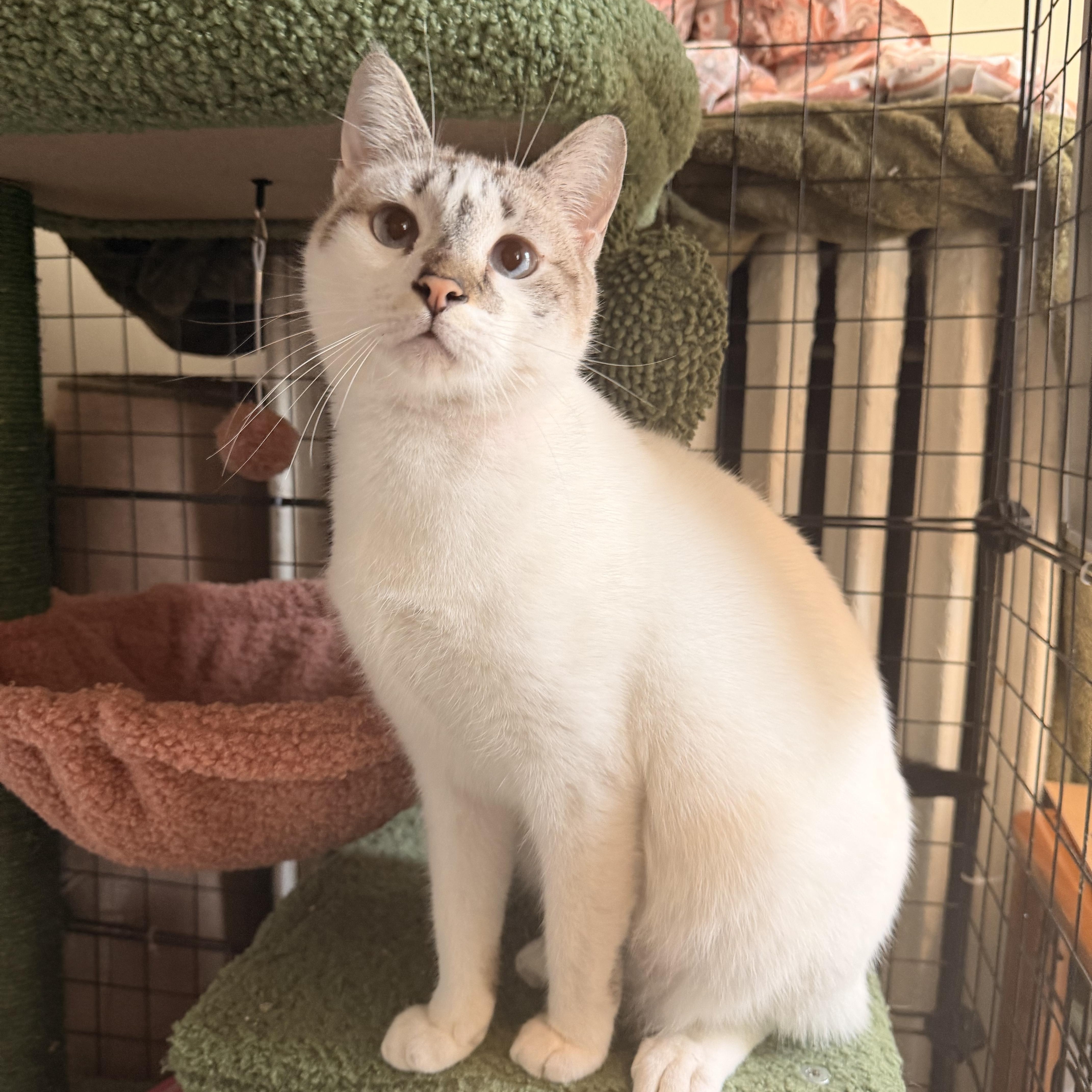 A young medium-sized female Cream / Ivory Siamese cat named Chloe for adoption in New York, NY