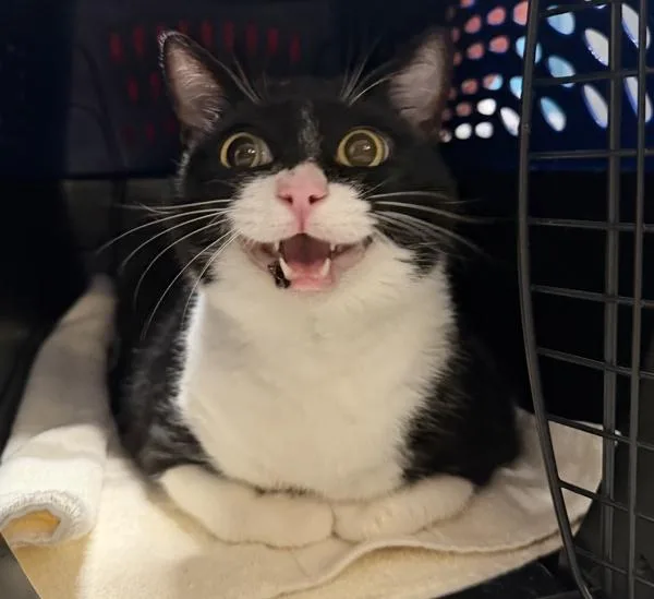 A senior small-sized female Domestic Short Hair cat named Cookie for adoption in Escondido, CA