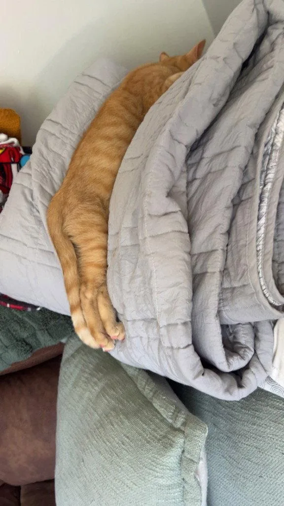 A young medium-sized male Domestic Short Hair cat named Sherman for adoption in Cromwell, KY