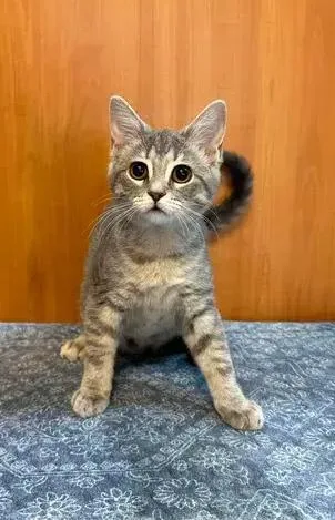A baby small-sized female Gray & White Domestic Short Hair cat named Mochi for adoption in Woodbridge, VA