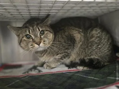An adult small-sized female Domestic Short Hair cat named Angel for adoption in Coon Rapids, MN