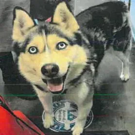 An adult medium-sized female Black Husky dog named Chiffon A for adoption in Mission Hills, CA