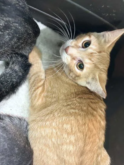 A baby small-sized male Domestic Short Hair cat named Billy Ray for adoption in Memphis, TN