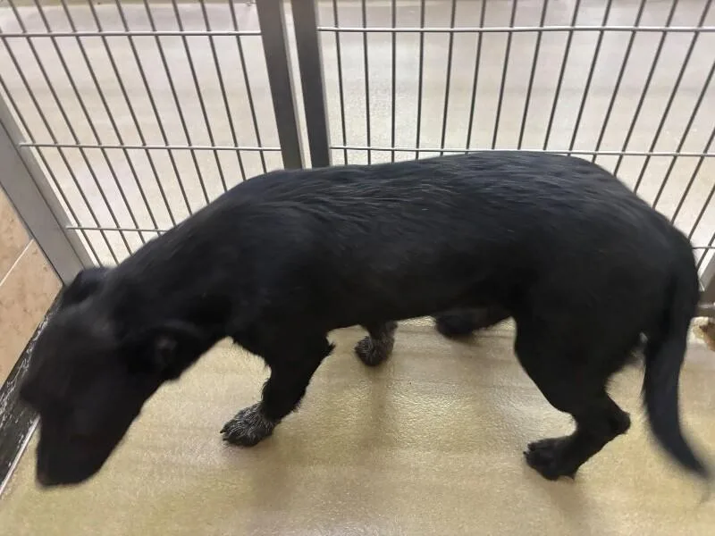 An adult medium-sized female Black Mixed Breed dog named Xena for adoption in Hobbs, NM